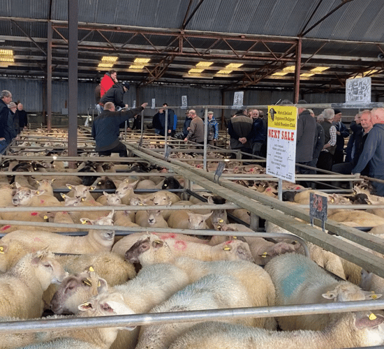 Pics and prices: Steady trade for spring lambs at Athenry