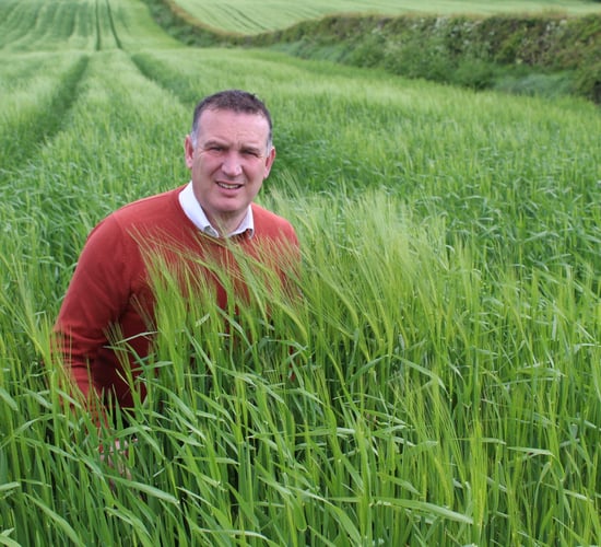 NI cereal crops have 'tremendous yield potential' right now - agronomist
