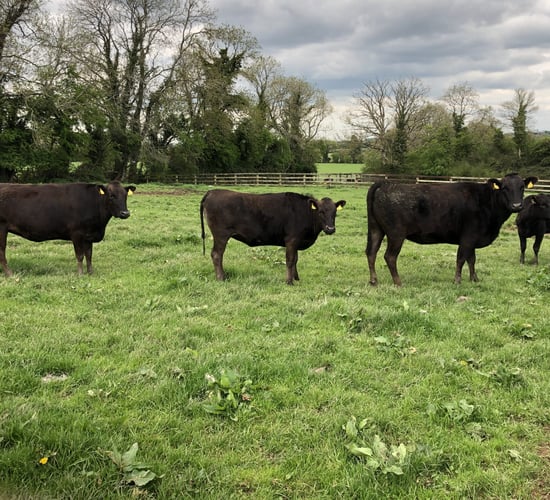 Beef Focus: 40-cow Wagyu breeder to host 'unique' reduction sale