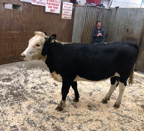 Mart report: Prices/kg reflect roaring trade for cattle in Ballina