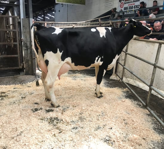 Prices reach 3,900gns at Boliesgreat dairy sale