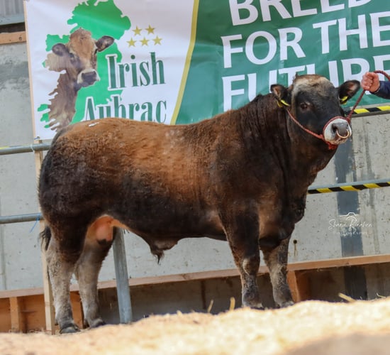Aubrac society sale sees a solid trade at Tullamore Mart