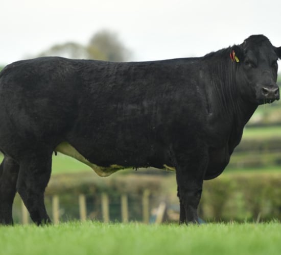 In-calf blue heifer sells for €11,900 at Jalex on-farm sale