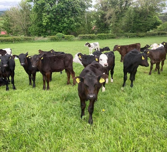 Are faecal egg counts aiding the spread of parasites on farms?