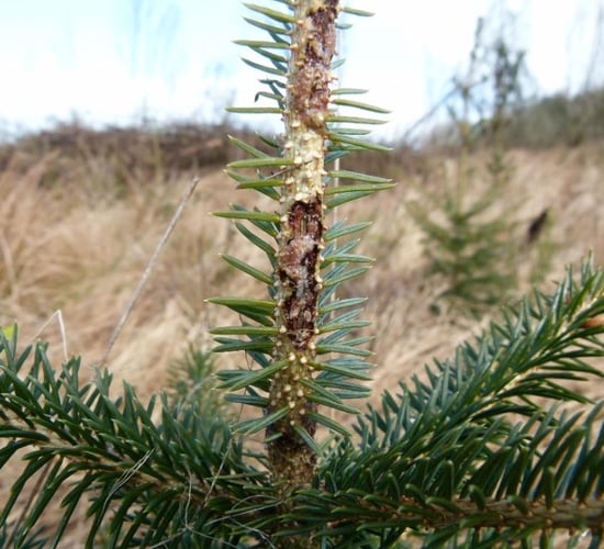 50% of young trees on untreated sites killed by pine weevil