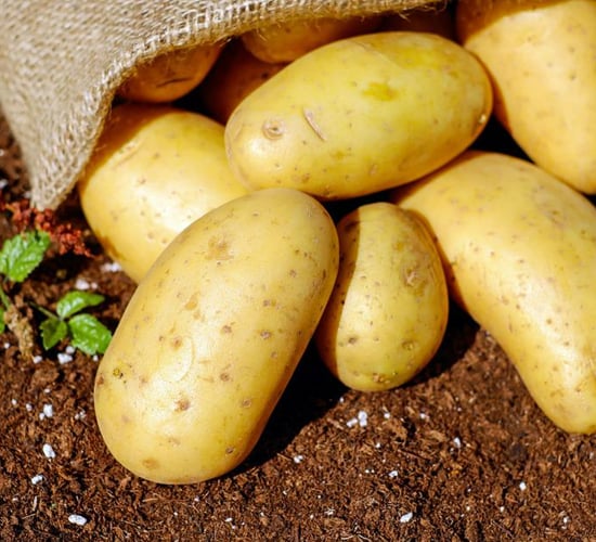 Pest management survey launched for Irish horticulture