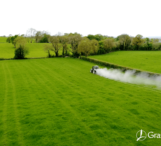 What to Consider Before Adding Clover to Your Sward