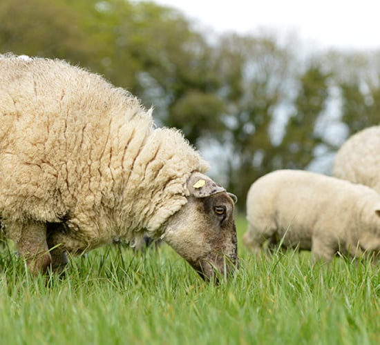 DAFM happy to 'engage' to develop sheep milk market
