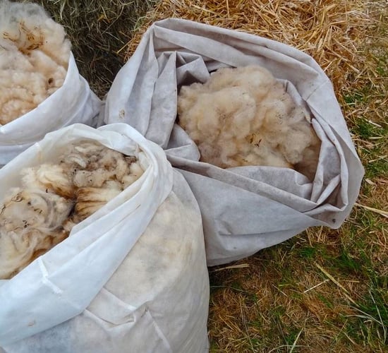 Government needs to invest in Irish wool industry - TD