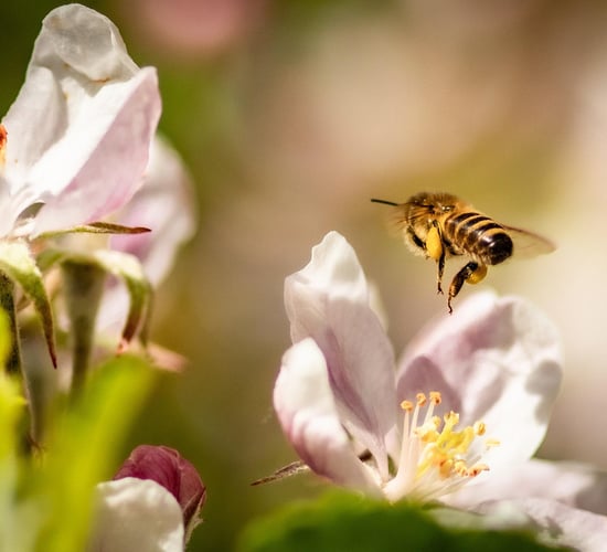 Research: Bee diversity needed to maintain crop pollination
