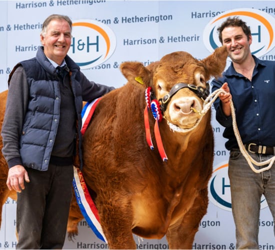 First-time vendor sells bull for 'world record' price at Carlisle