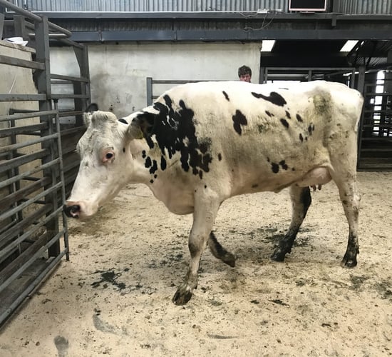 Demand back for cows in milk at Carnew dairy sale