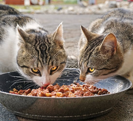 Pet food firm claiming product is fit for humans loses tax appeal