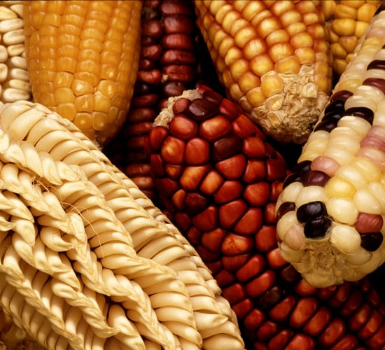 EU Commission authorises 2 genetically modified crops