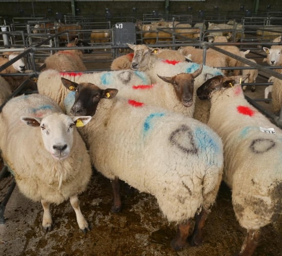 Mart update: Heavy cull ewes still the pick of the trade