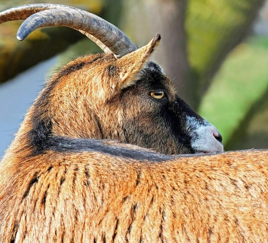 'Significant change' to role of Puck Fair goat after complaints