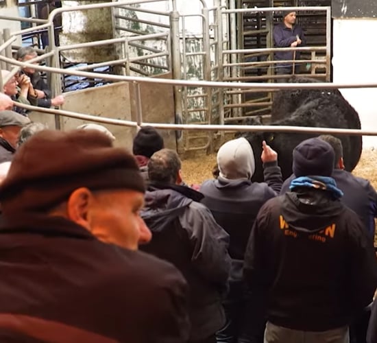 ICOS to review mart ring safety following Loughrea Mart death