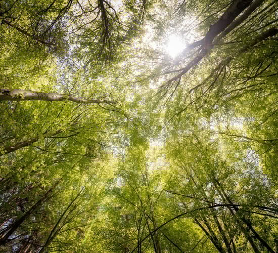 Forestry licensing remains 'major issue' impacting hurley makers - TD