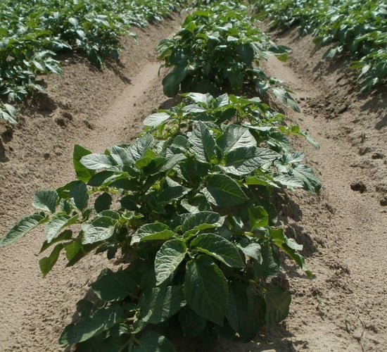 Met Éireann: Potato blight advisory currently in place
