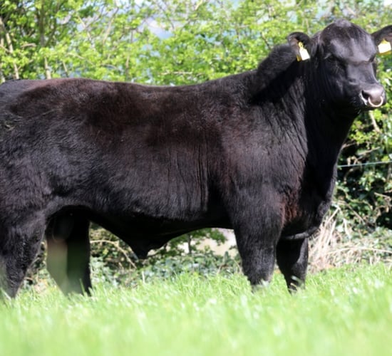 Lisduff Angus bull sale sees sale average price of €3,900