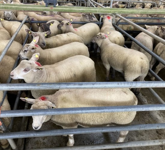 Spring lambs top €180/head at Athenry Mart