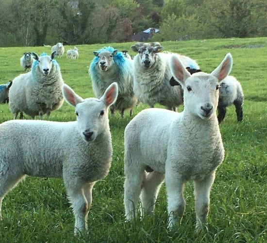 Prices top €392 at Cooley sheep breeders' sales