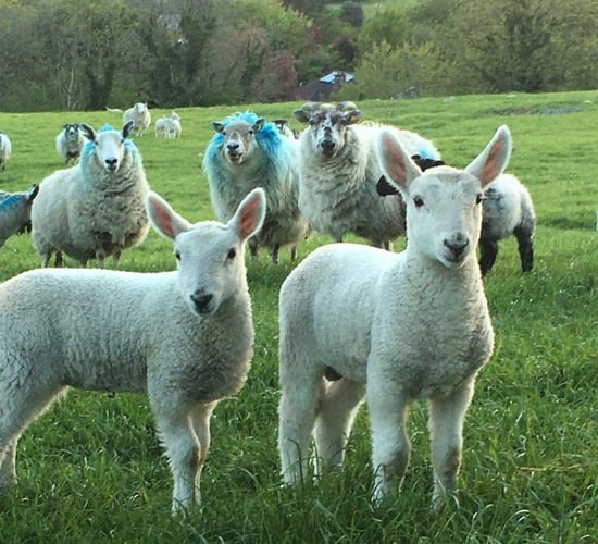 Cooley Sheep Breeders inaugural ewe and lamb sale set for this weekend
