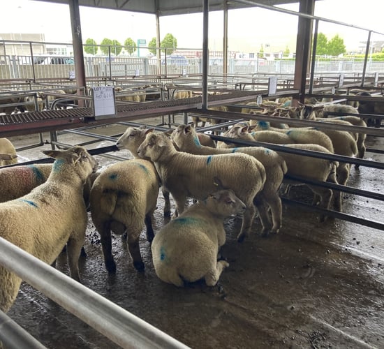 Pics and prices: Spring lambs top €175/head in Roscommon