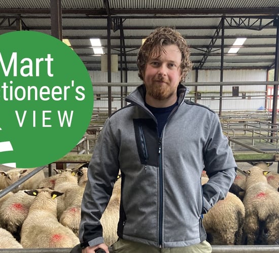 'Spring lambs an improved trade with demand strong across the board'