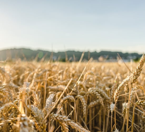 New data shows wheat could lose half its best land by 2100