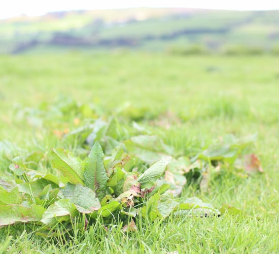Dock control after first-cut silage