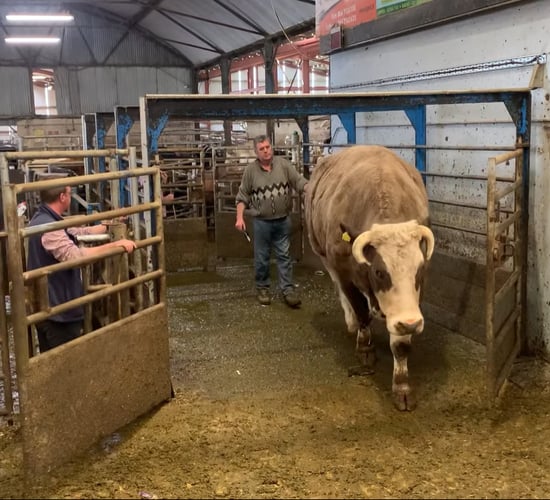 Simmental bullock makes €3,790 at Gortatlea Mart