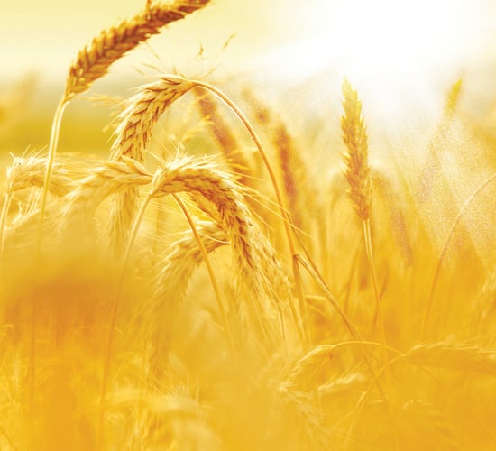 EU fully backing Black Sea Grain Initiative - von der Leyen