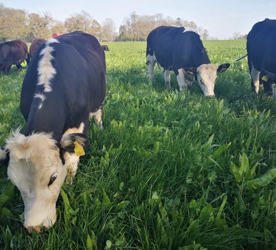 Devenish farm in Meath to be put on the market