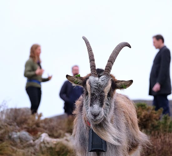 Call for conservation centre to protect native Irish breeds