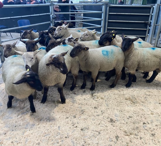 'Lambs in the marts making the equivalent of €8.50-8.60/kg'
