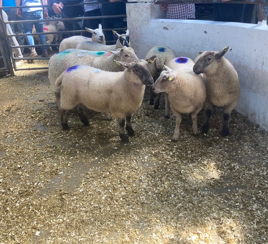 Sheep marts: No let up in demand for lambs