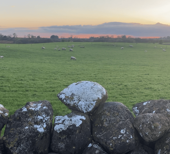 National sheep flock sees an increase in 2021