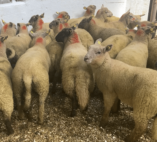 Sheep marts: Buyers 'cautious to give over the odds for stores'