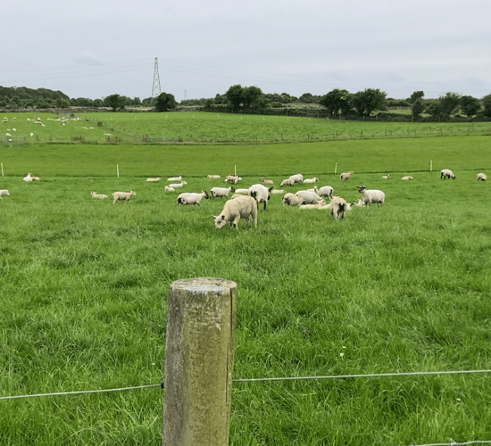 Lamb performance increased when grazing swards including a companion forage