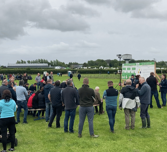 Video: Crowds flock to Athenry for sheep open day