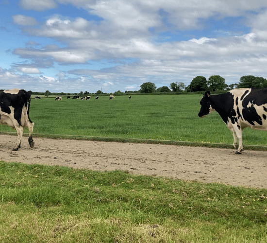 'Good grassland management equals successful cow traffic'