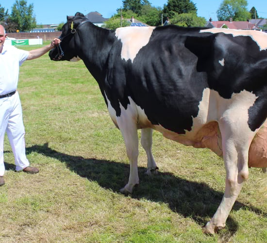 Holstein cow sweeps the boards at Ballymoney Show