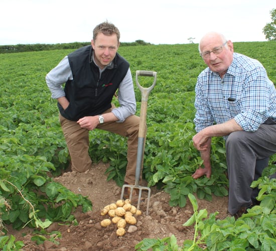 North Down growers starting to dig early season potatoes