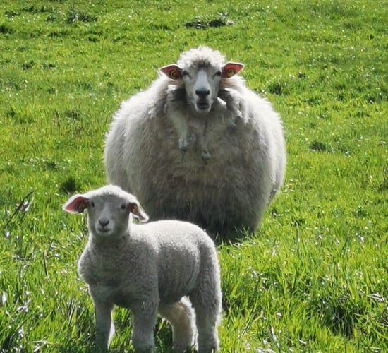 Galway Wool Co-Op to host Meitheal at Athenry Mart