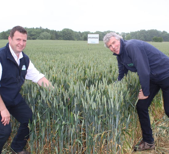 Tillage advice: T2 spraying of spring cereals now a priority