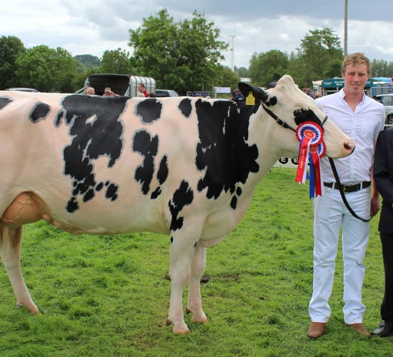 Outstanding Holstein cow sweeps the boards at Ballymena Show