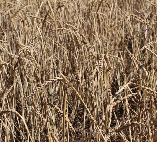 Tillage: Fancy growing a crop of spelt?