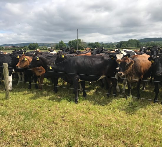 Contract rearing: Is it an option for your farm?