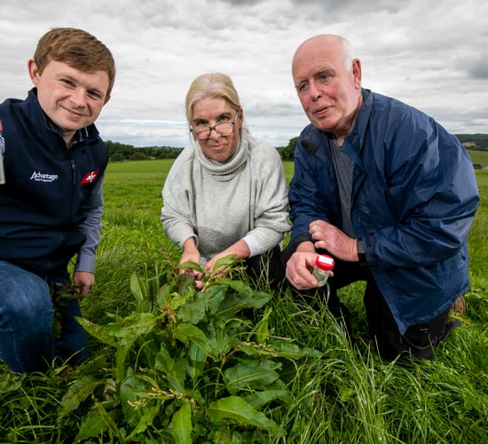 Dock beetle-mania: Irish-bred insect waging war on weeds